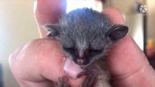 Мужчина нашел на диване крохотного детеныша, свалившегося с потолка смотреть онлайн