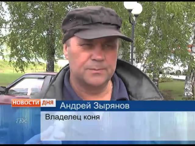 Конь-дебошир бьет стекла зданий в Колпашево из-за несчастной любви