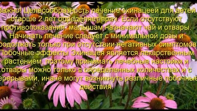 Эхинацеи - Полезные свойства и противопоказания