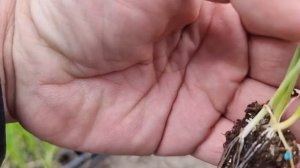 Высадка рассады раннего лука Кэнди