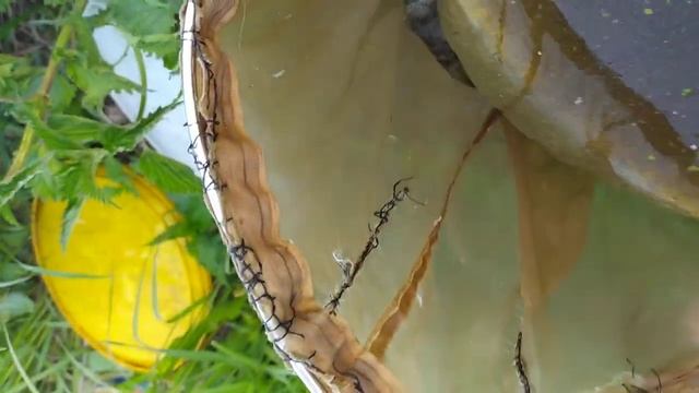 Поймал 1 кг дафнии и циклопа за 30 минут смотреть онлайн