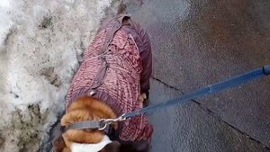Породы собак. Английский бульдог