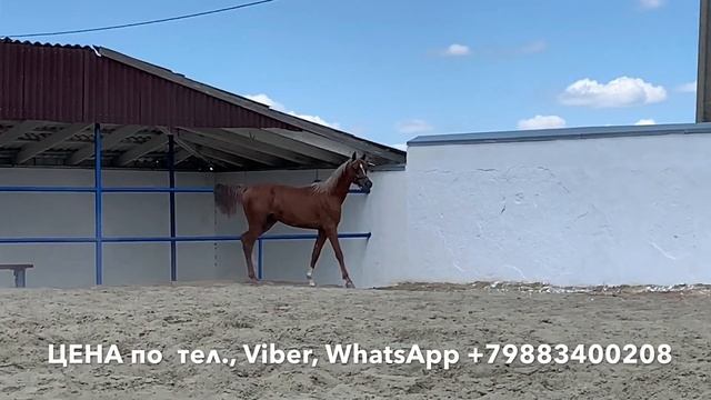 САЛГИР часть 1. Продажа лошадей арабская чистокровная жеребец #арабская #лошадь #продажа #Жылқы