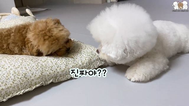양보 밖에 모르는 세상 착한 강아지 (자매의 전쟁 1부)