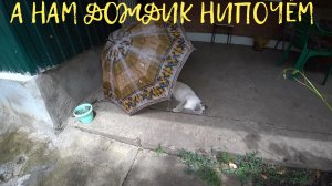 ЖИВЕМ В СТАНИЦЕ? ВСЕ ХОТЯТ КУШАТЬ??? ЦЫПЛЯТА БОЯТСЯ ИХ?