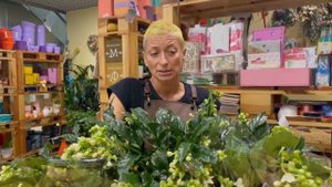 Клеродендрон или клеродендрум? Сорт Просперо. Комнатная красивоцветущая лиана в домашних условиях