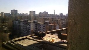 Смотреть видео про голубей 2017. 2 наши лучшие голубя сели и кушают