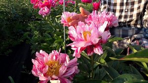 Пионы CLOWN и RASPBERRY SPLASH / Сад Ворошиловой