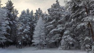 Футаж. Зимний пейзаж 81