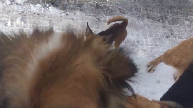 Зимние выходные на даче!❄️ Долгожданное видео! Симки больше нет!😭 смотреть онлайн