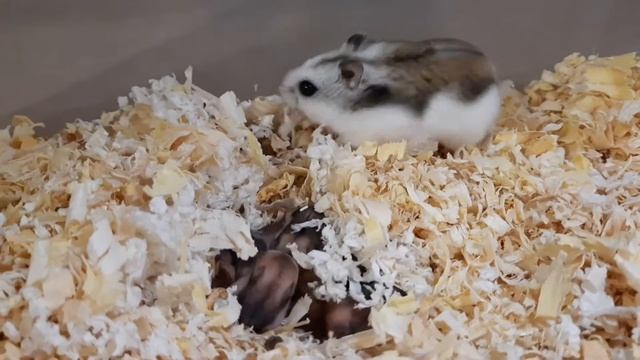 Хомячкам 7 дней/ Как растут хомячата/Hamster