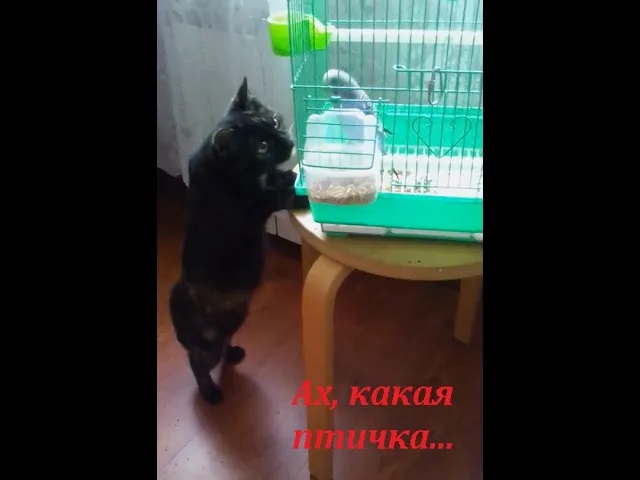 ах, какая птичка.mp4