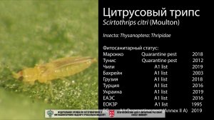 Цитрусовый трипс (Scirtothrips citri (Moulton))