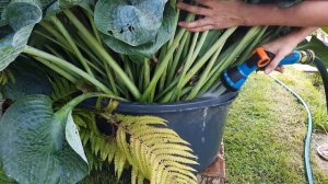 Деление хосты - большой взрослый куст Big Daddy.