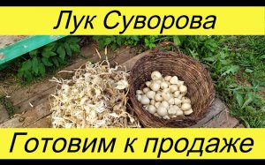Пдготовили лук Суворова к продаже