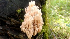 Гриб рогатик