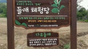 60% омега-3. Масло семян периллы холодного отжима. Заказать.