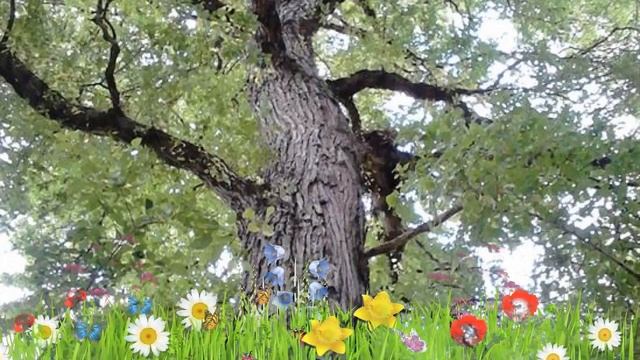 Вяз малый Умбракулифера ? Обзор: посадка и уход. саженцы вяза Умбракулифера: описание и особенности смотреть онлайн