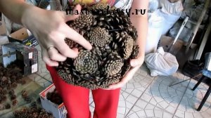 Корзинка из шишек своими руками: подробное видео!