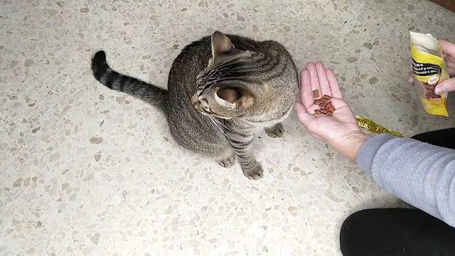 Самое любимое кошачье лакомство смотреть онлайн