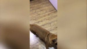 Боксер - полный обзор породы: факты, щенки и забота о собаке-боксере