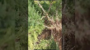 Как сделать своими руками садовый Бонсай Ниваки из куста можжевельника "Кинг оф спринг"