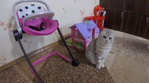 Чем Кошка Хлоя Любит Играть? Игрушки для Котов ? Шотландская Вислоухая Кошка Хлоя