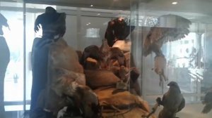 Музей природы в Боровом, Казахстан