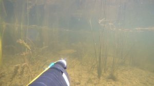 Подводная охота р  Урал  День 6