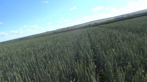 Яровая пшеница, Тризо, норма высева 65 кг./га (2 млн.шт./га) 06.07.17