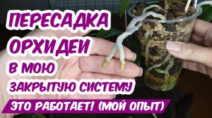 ПРАВИЛЬНАЯ ПЕРЕСАДКА ОРХИДЕИ в мою закрытую систему (ЭТО РАБОТАЕТ!) МОЙ ОПЫТ наращивания корней