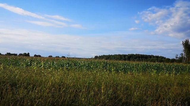 Участок сельхоз.назначения (СХН) для КФХ 3,8 га дер.Михайловка Ферзиковского р-на Калужской обл. смотреть онлайн