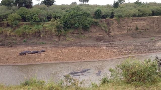 Ааа, крокодилы - бегемоты... смотреть онлайн