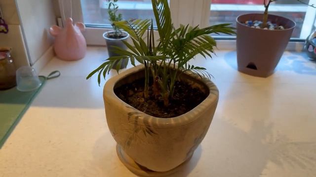 Хамедорея. смотреть онлайн