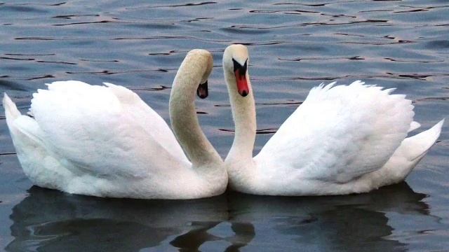 Белые птицы. Кирилл. смотреть онлайн