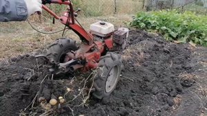 Выкапываем картошку с мотоблоком Агро .
