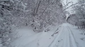 Одна в лесу на лыжной прогулке... Заснеженный предновогодний лес. 26 декабря 2023 года.