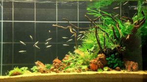 Пецилобрикон обыкновенный, Nannostomus eques, Poecilobrycon eques