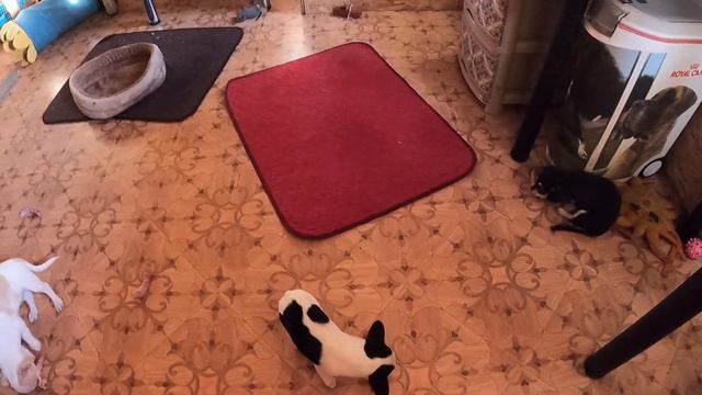 Щенки чихуахуа ПЕРЕЕЗЖАЮТ / купить щенка продаю / питомник чихуа РКФ "Мари Мистик" СПб