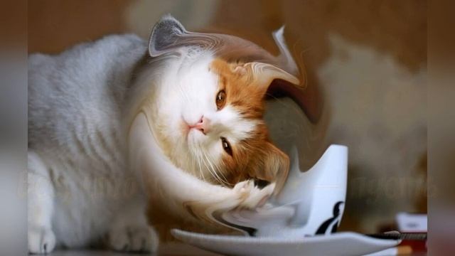 с добрым утром! ?☕?пожелание от котиков!