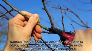 Яблоня Шафран