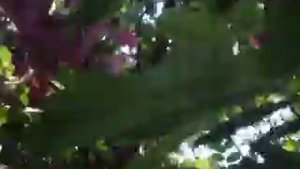 Son recorded Robin Hood rose in crape myrtle.