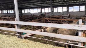 #19 Искусственное осеменение овец Волгоградский меринос семенем Баранов породы Саффолк +79820009994