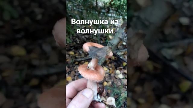 волнушка из волнушки