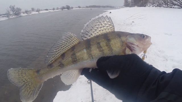 Зимний спиннинг в ЧУЛКОВО! Погода меняется, рыба капризна! Рыбалка в феврале!!! смотреть онлайн