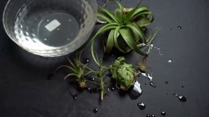 The Sill Time Lapse: Tillandsia Air Plant