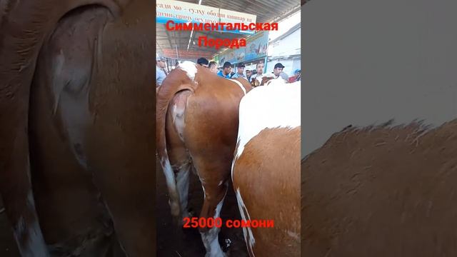 Чистокровная Симментальская порода МОЛБОЗОР ХУДЖАНД 2022г сентябр.