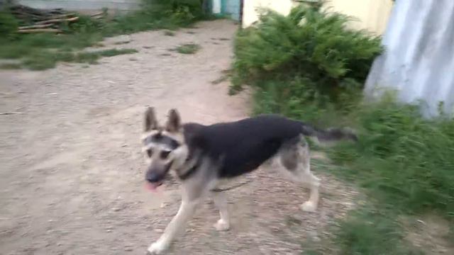 НКД ВЕО 1,6 Мухтар отработка команды чужой смотреть онлайн