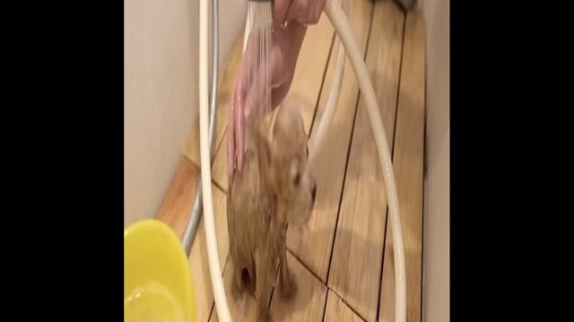 Груминг микро собаки смотреть онлайн