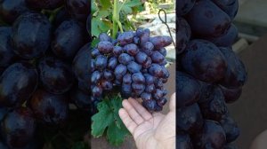 Новинка винограду  Мускат Любительський + Сверхрання вишня